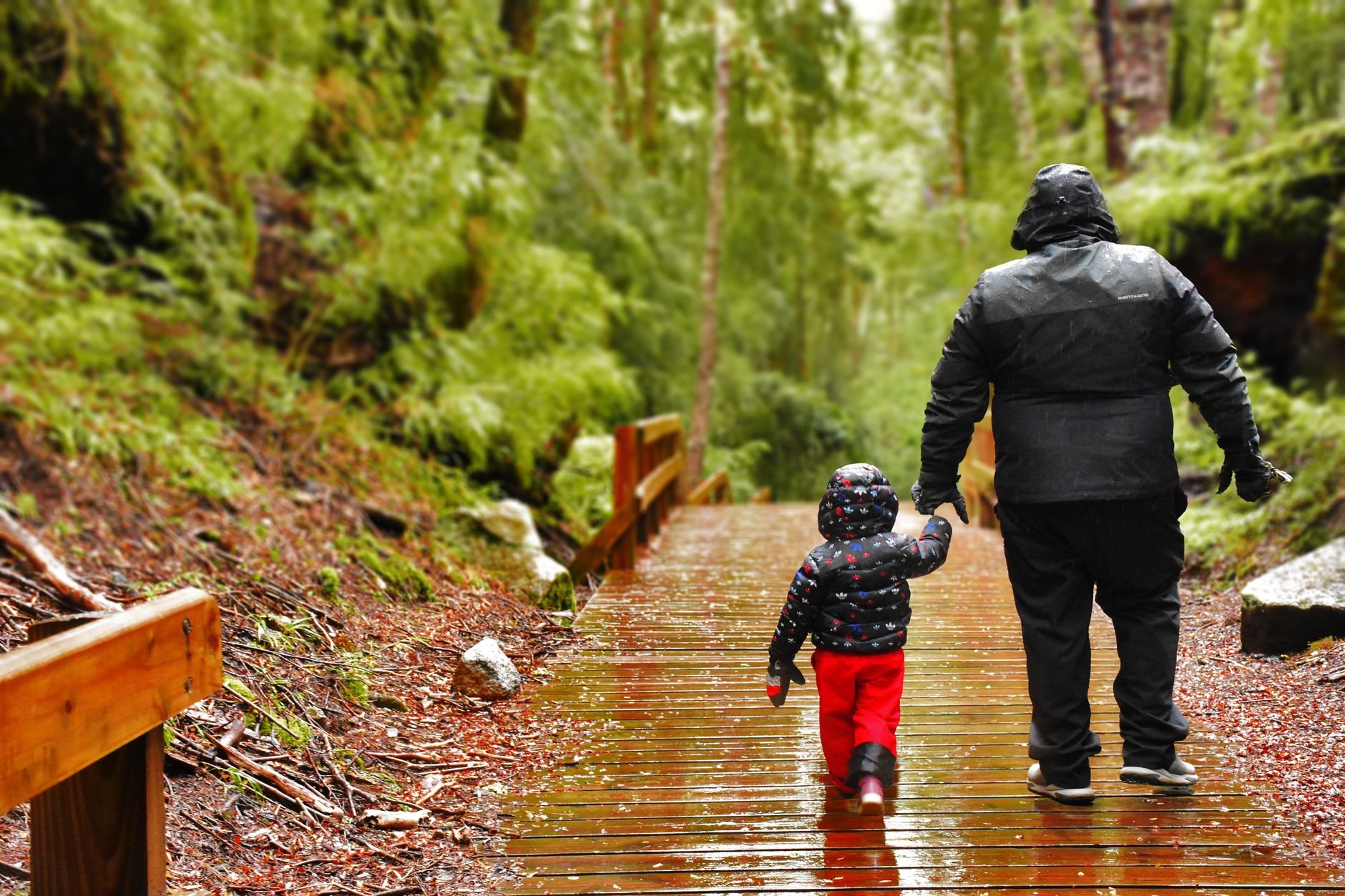 A father and son in raincoats walk hand in hand along a wet wooden path in a lush forest.